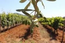 Domaine de Figuière